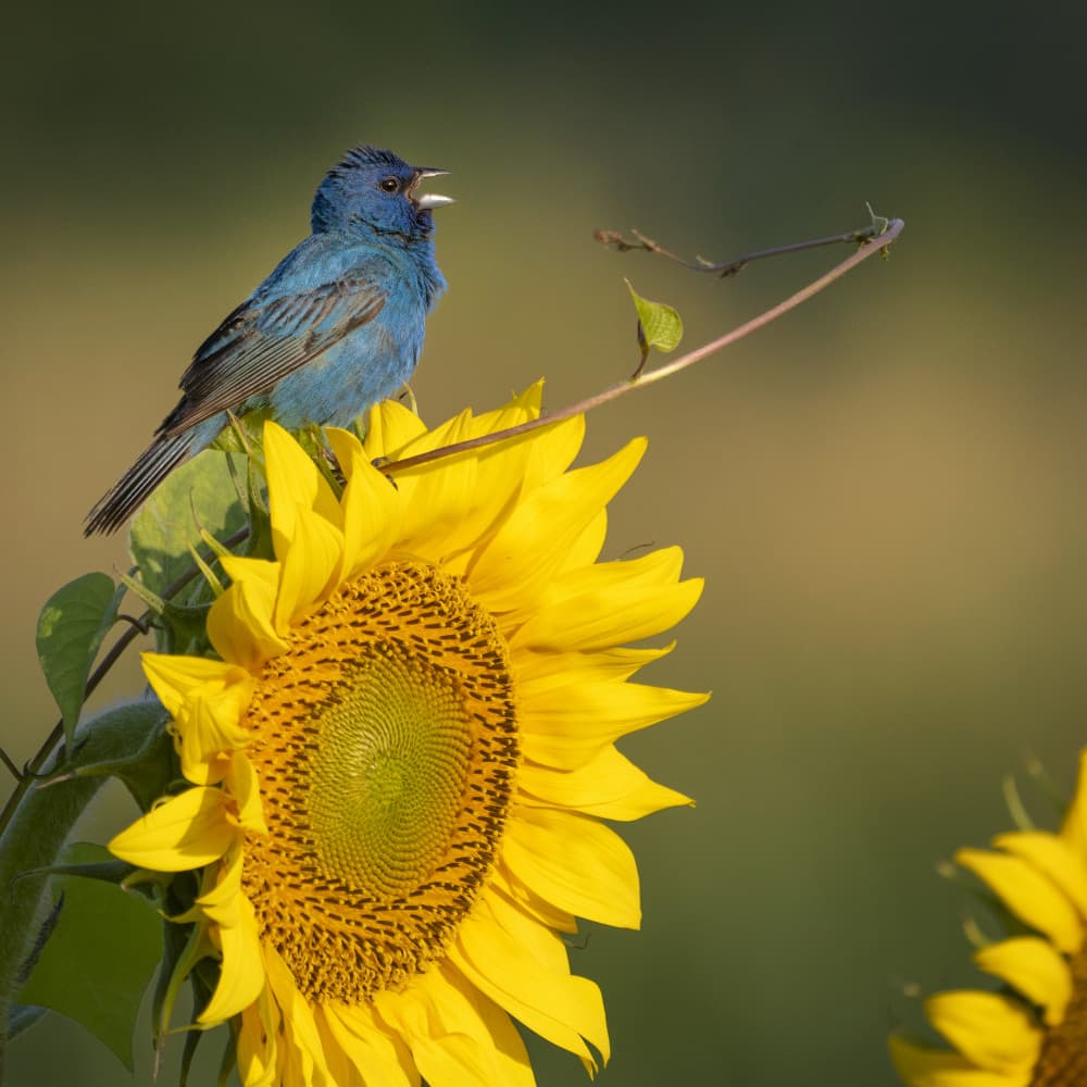 Indigo Bunting Sunflower by Yi Pan — canvas wall art