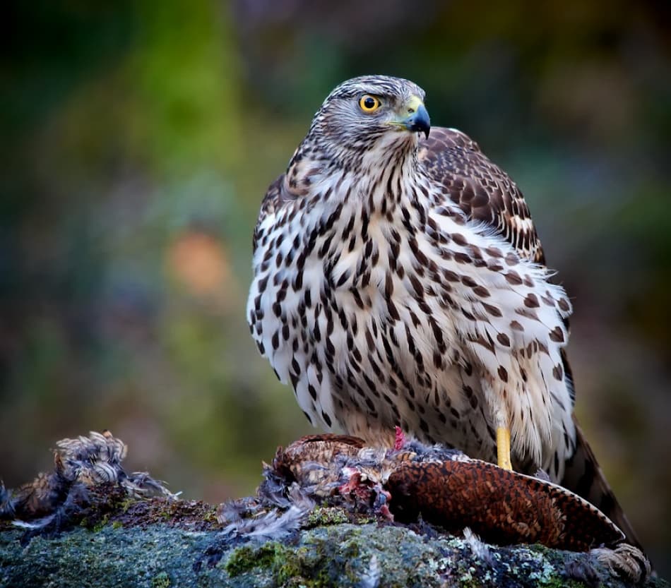 Wild Hawk's Feast by Bjørn A Hveding — canvas wall art