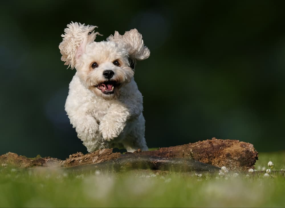 Happy Running Dog by Peter Davidson — canvas wall art