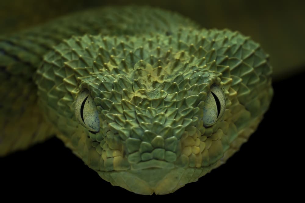 Intense Green Viper by Tantoyensen — canvas wall art