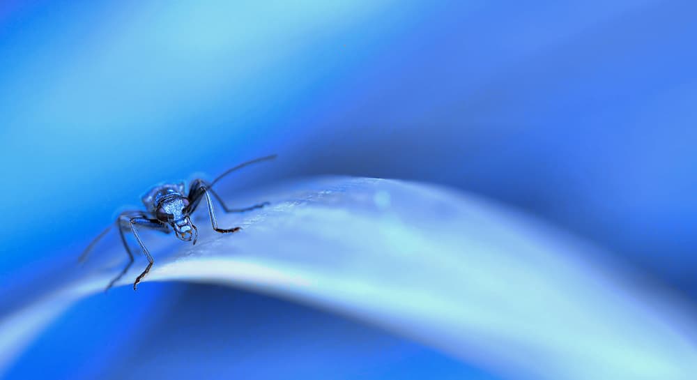 Blue Insect Macro by Thierry Dufour — canvas wall art