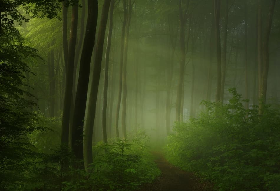 Misty Forest Path by Norbert Maier — canvas wall art