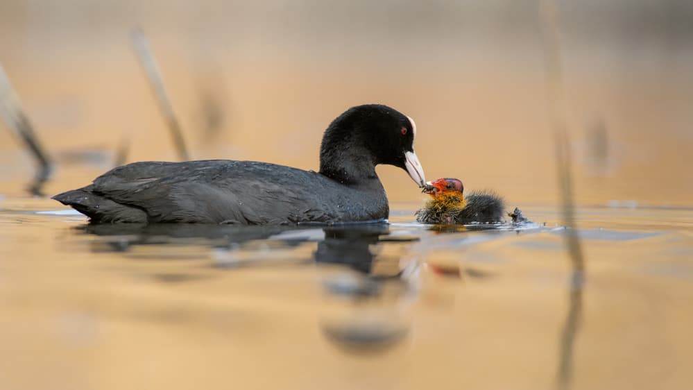 Mother Coot Feeding Chick by Daniele Bariviera — canvas wall art