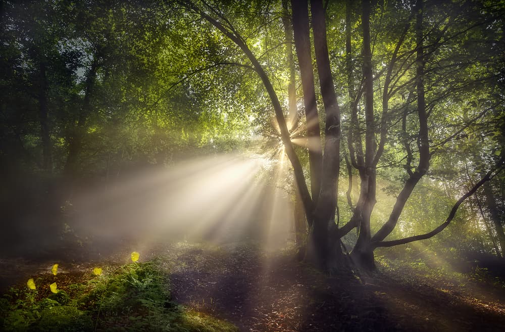 Enchanted Forest Light by Fran Osuna — canvas wall art