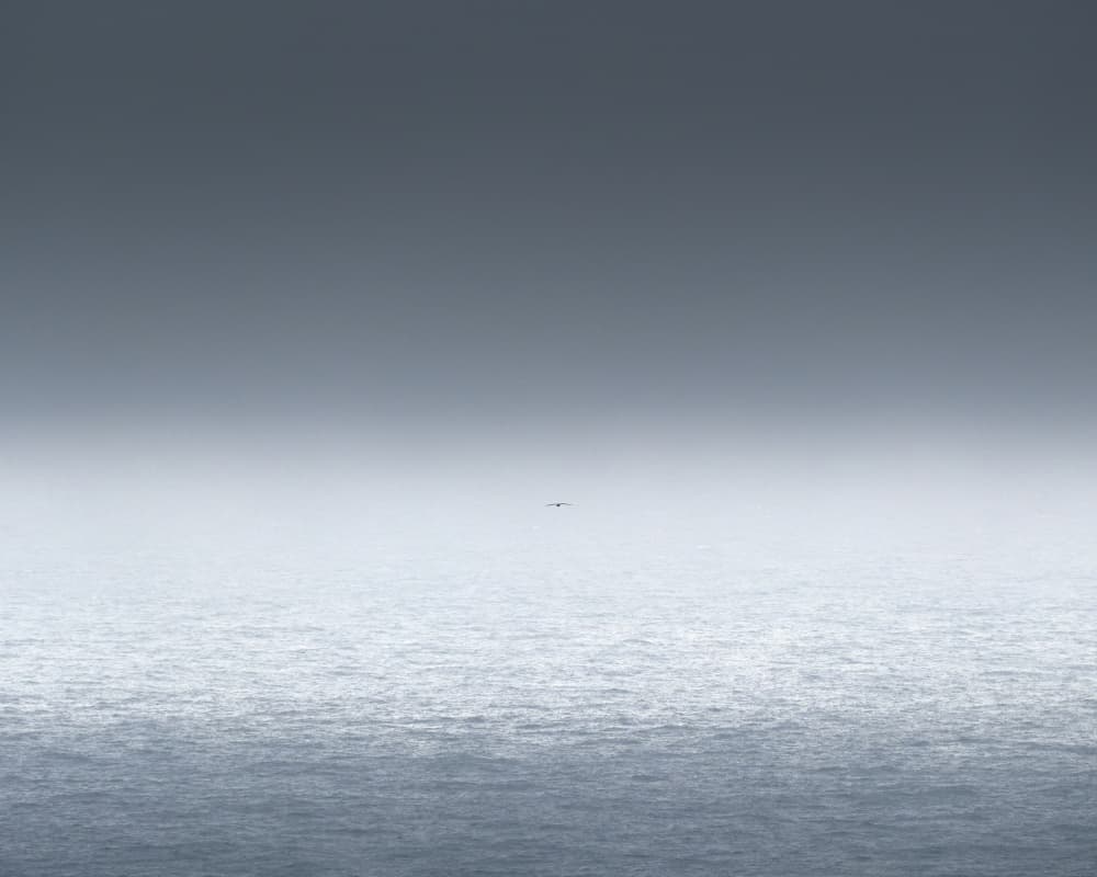 Lone Bird Ocean Sky by Hamed Bank — canvas wall art