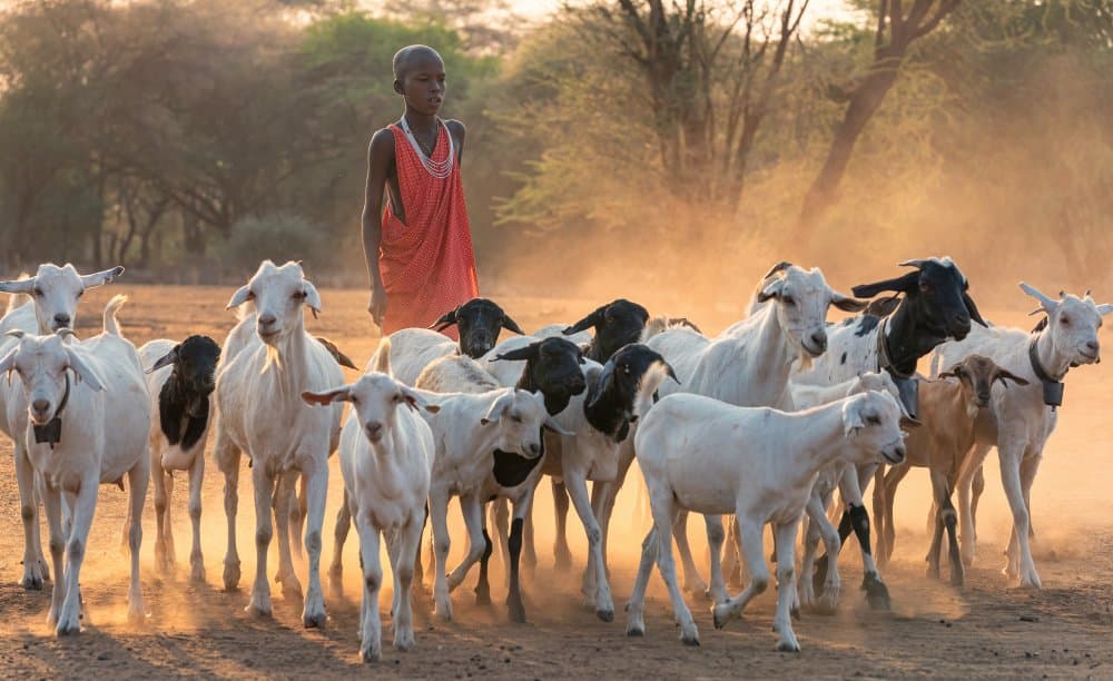 shepherd boy by Henry Zhao — canvas wall art