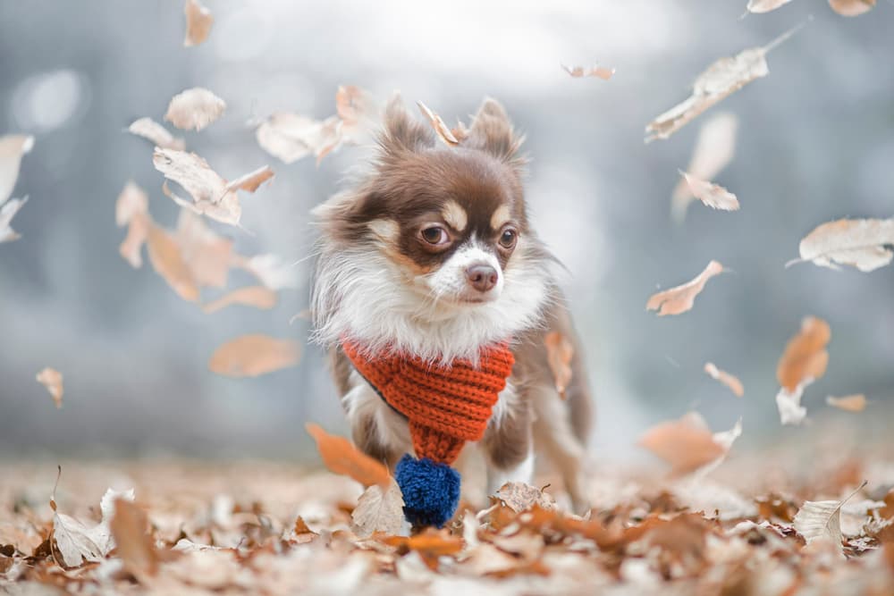 Cozy Autumn Chihuahua by Takashi Suzuki — canvas wall art