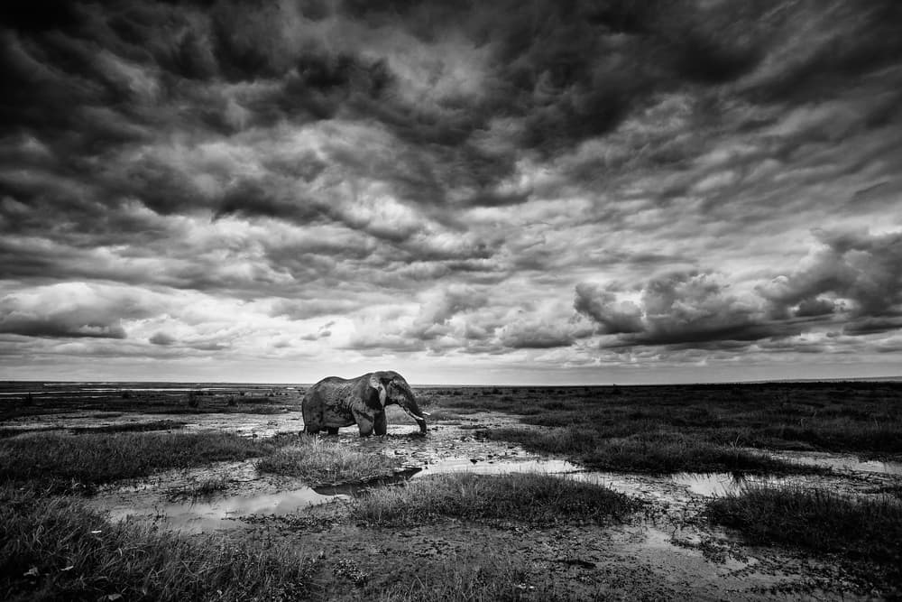 Elephant Under Stormy Sky by Vedran Vidak — canvas wall art