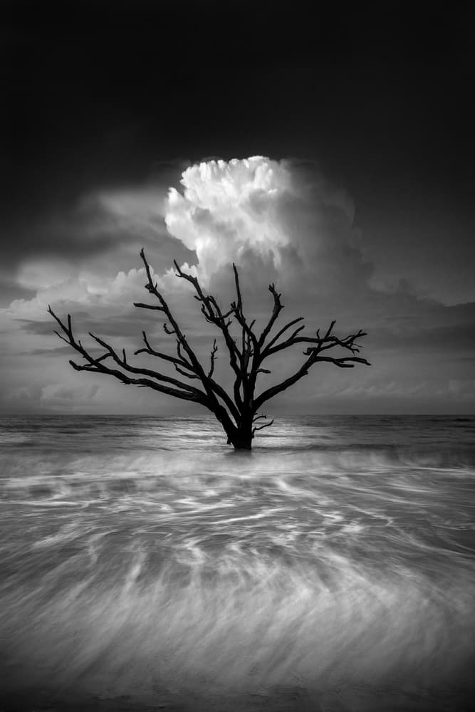 Bare Tree Storm Cloud by Chris Moore — canvas wall art