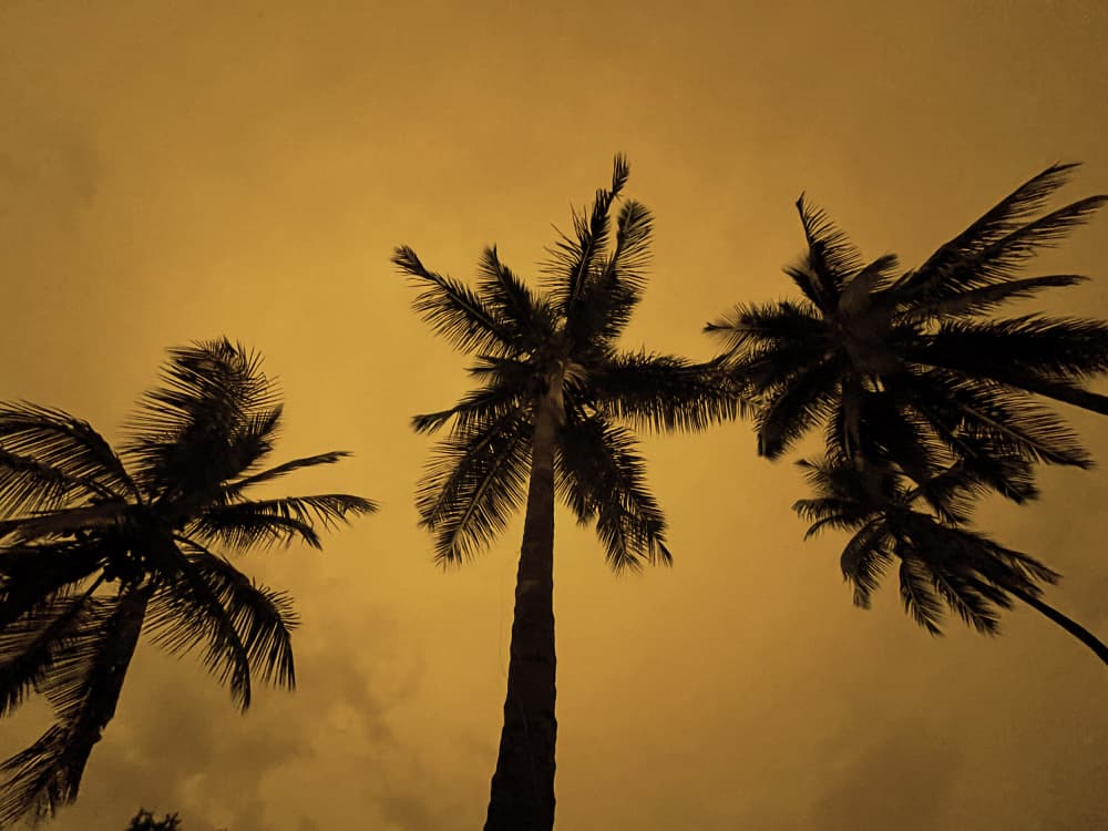 Golden Sky Palms by Santhosh ch — canvas wall art