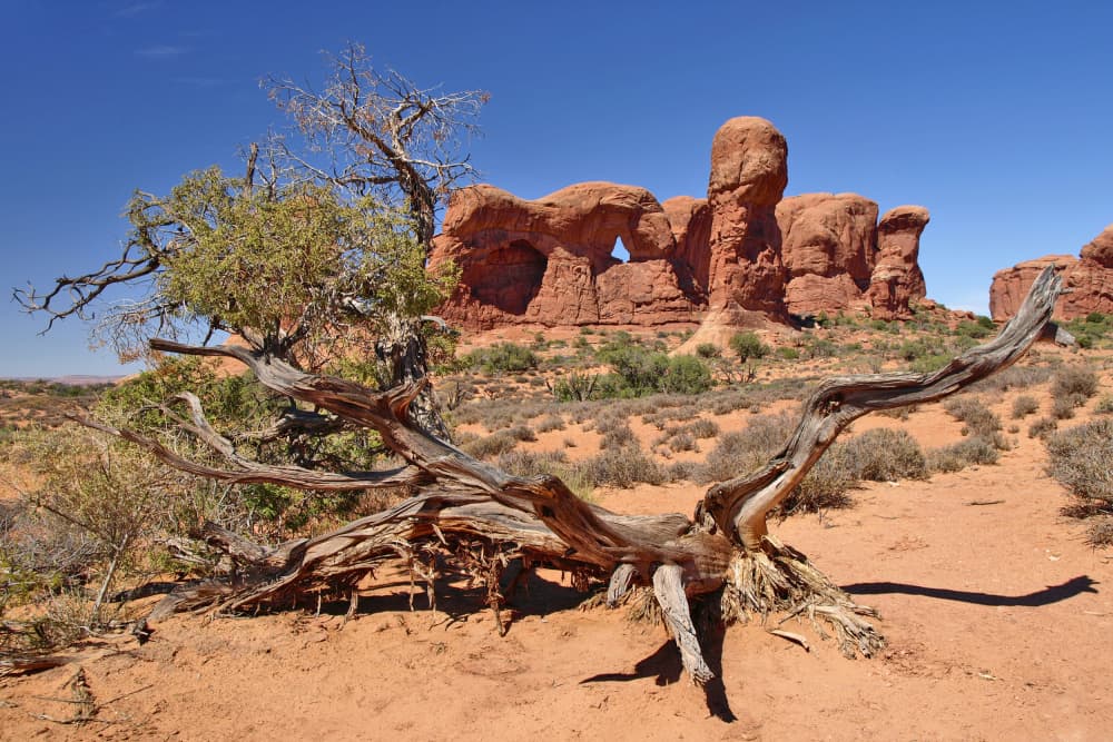 Red Rock Desert Arches by Melanie Viola — canvas wall art