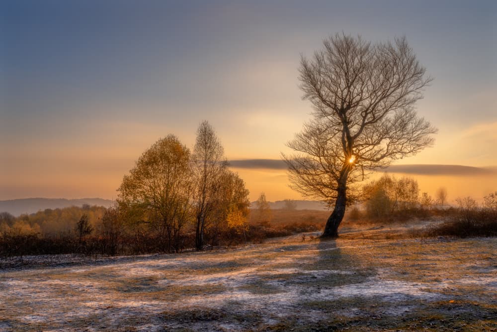 Golden Frost Morning by Eduard Andrica — canvas wall art