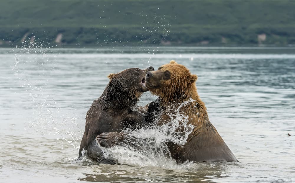 Brown Bears Splashing by Giuseppe DAmico — canvas wall art