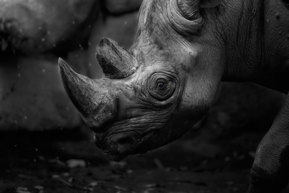 African Rhino Portrait by Kaisyakuji Yushi — canvas wall art