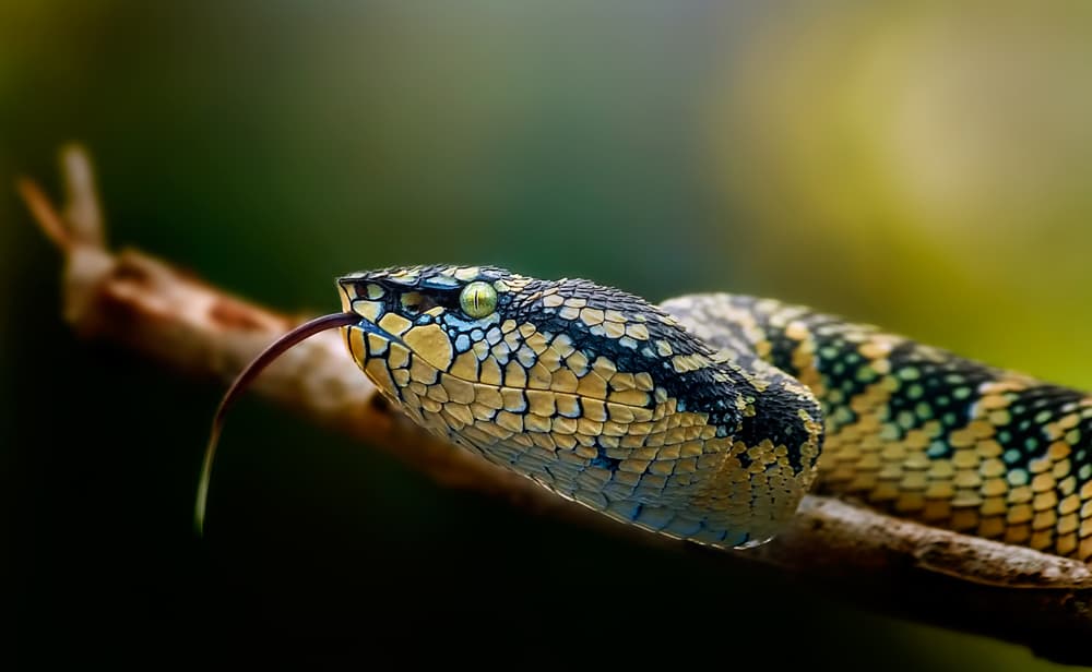 Yellow Viper's Gaze by Rooswandy Juniawan — canvas wall art