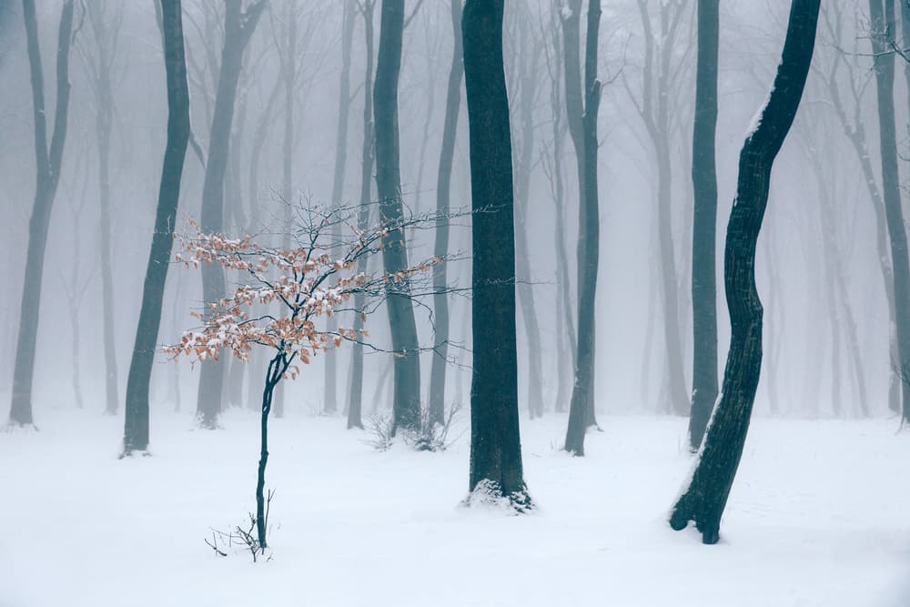Winter Forest Mist by Angyalosi Beáta — canvas wall art