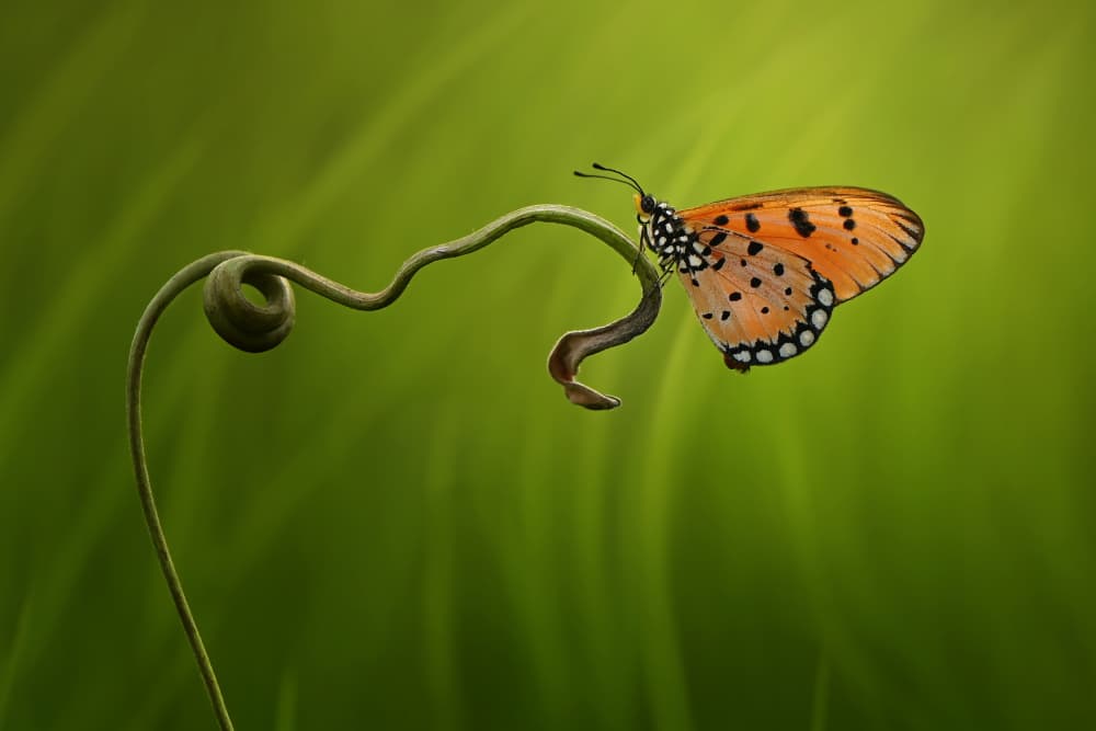 Vibrant Butterfly On Vine by Edy Pamungkas — canvas wall art