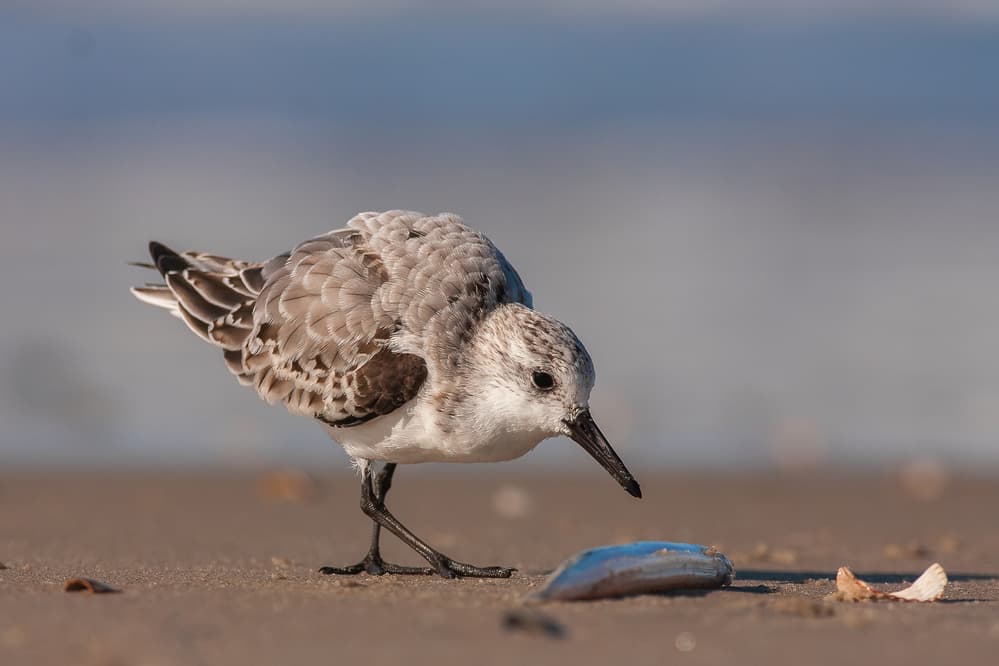 Sandpiper on Beach by Annie Keizer — canvas wall art