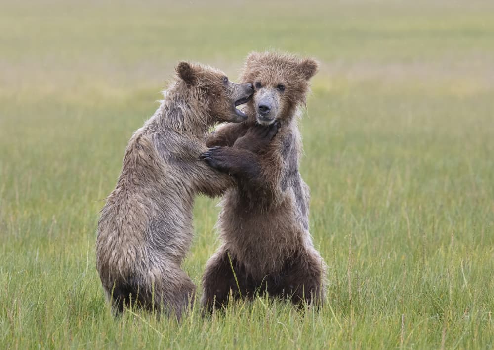 Playful Bear Cubs by Linda D Lester — canvas wall art