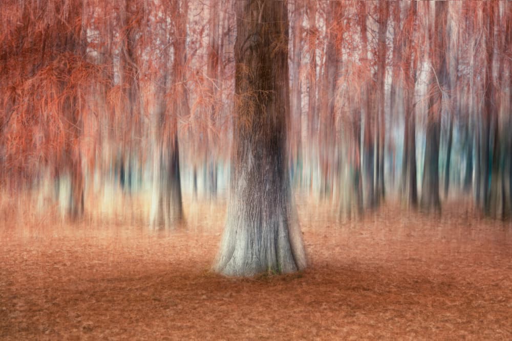 Abstract Autumn Forest by Fiorenzo Carozzi — canvas wall art
