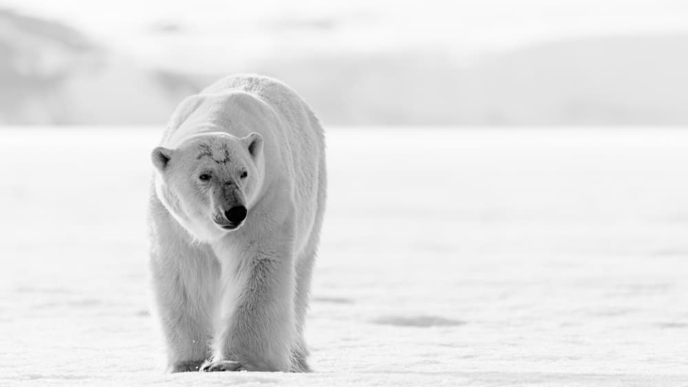Arctic Polar Bear by Shobhit Chawla — canvas wall art