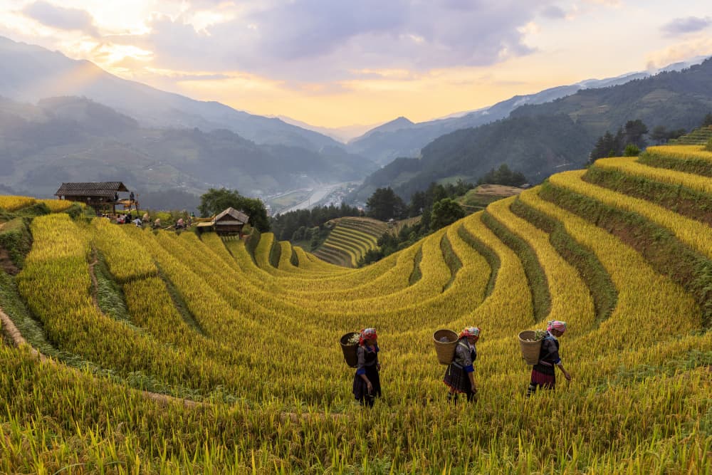 Golden Terraces Morning Work by Sally Widjaja — canvas wall art
