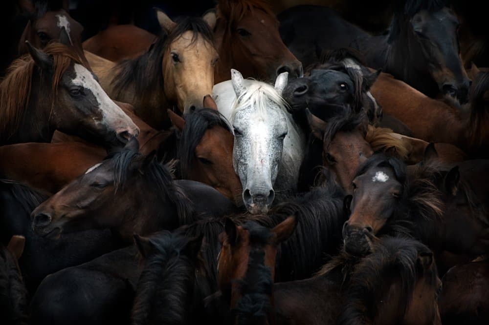 Wild Horse Gathering by Santiago Pascual Buye — canvas wall art