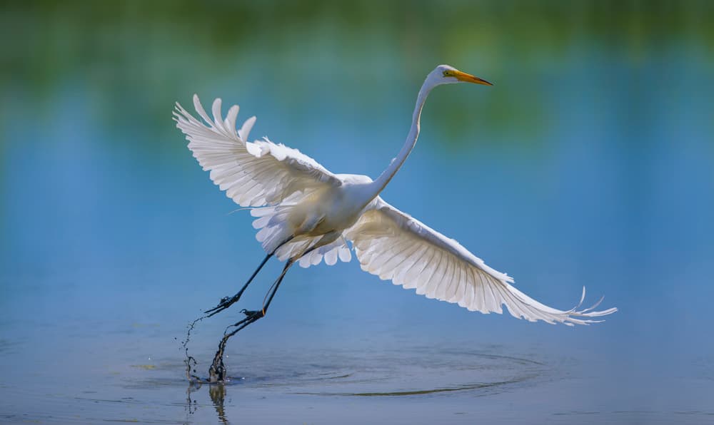 Egret Taking Flight by Mountain Cloud — canvas wall art