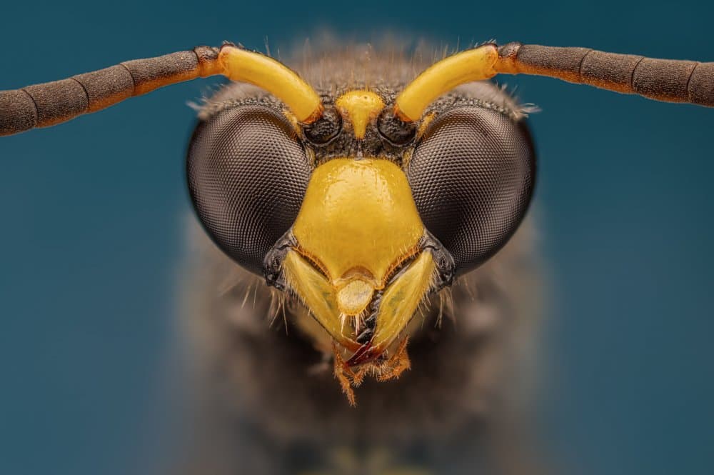 Detailed Wasp Face by Rico Cavallo — canvas wall art