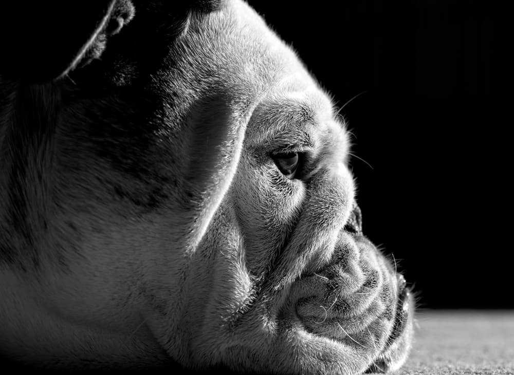 Sleeping Bulldog Puppy by Mike Melnotte — canvas wall art