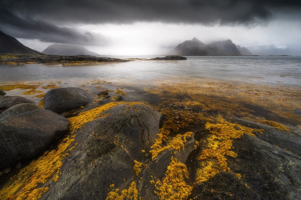 Misty Northern Coast by Adam Pachula — canvas wall art