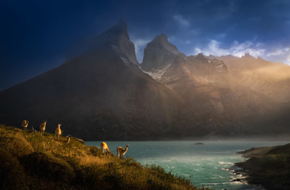 Guanacos In Patagonia Light by Bing Li — canvas wall art