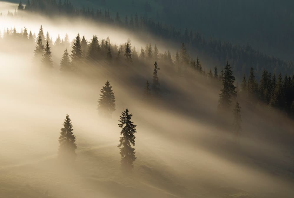 Golden Forest Mist by Lazar Ioan Ovidiu — canvas wall art