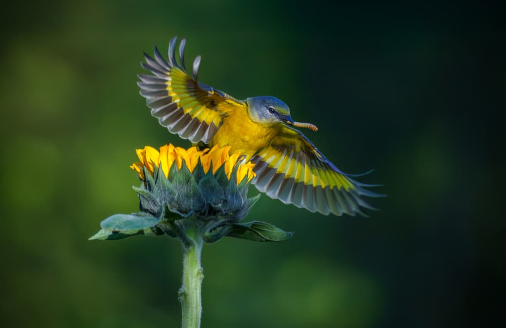 Golden Wings on Sunflower by Mike He — canvas wall art