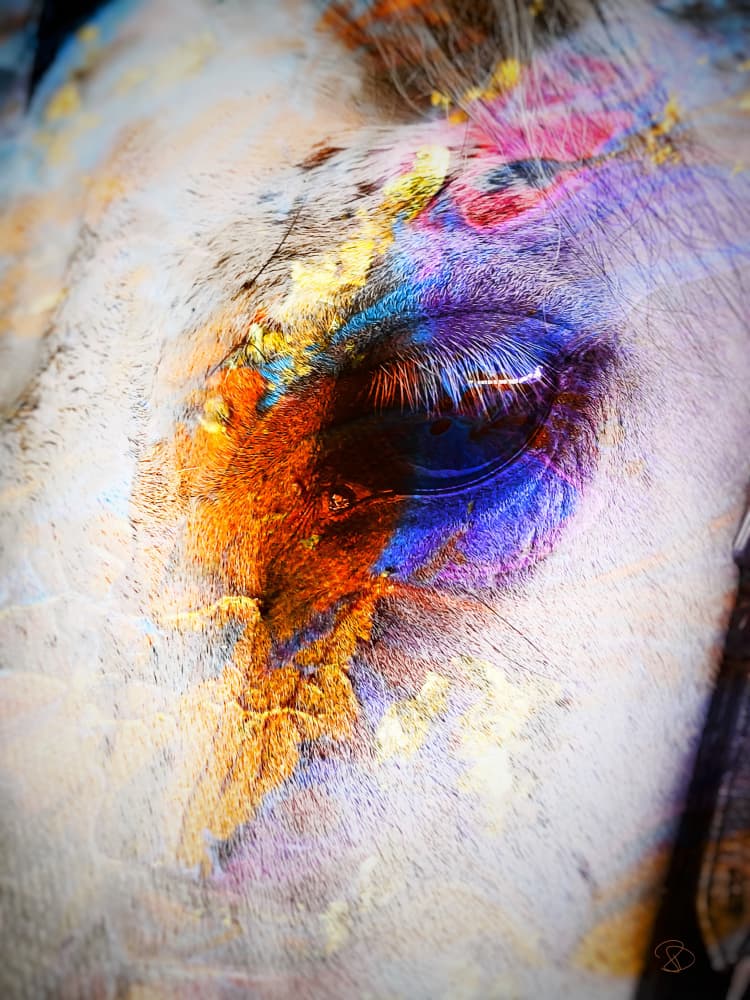 Vibrant Equine Gaze by Ruth Day — canvas wall art