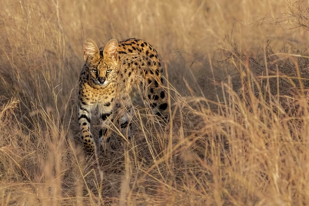Serval In Golden Grass by Jun Zuo — canvas wall art