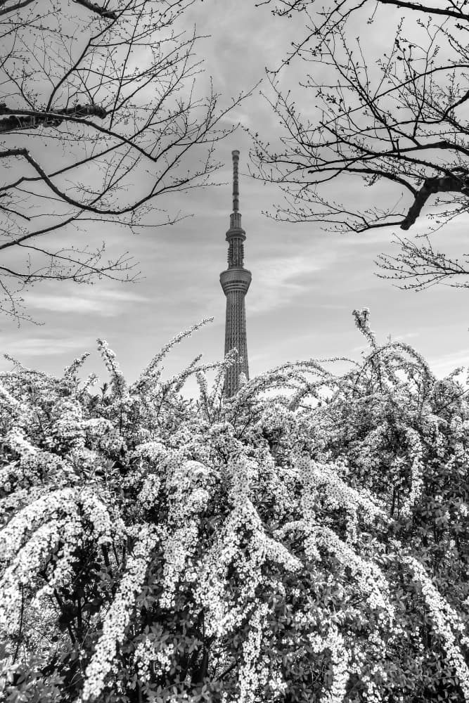 Tokyo Skytree Spring Blossoms by Melanie Viola — canvas wall art