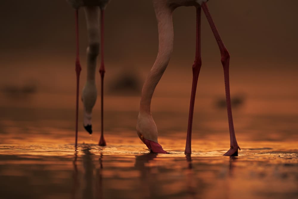 Golden Hour Flamingos by Roshkumar — canvas wall art