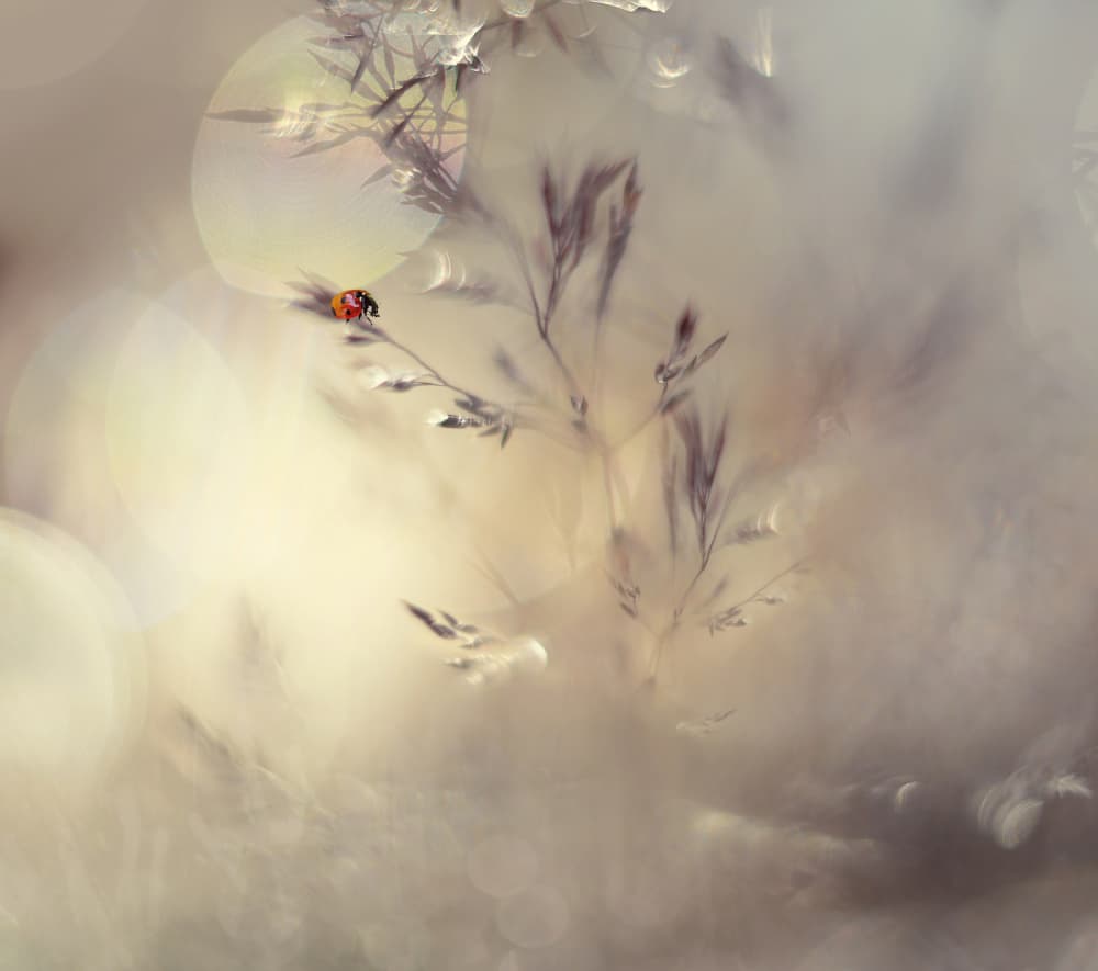 Dreamy Ladybug Bokeh by Heidi Westum — canvas wall art