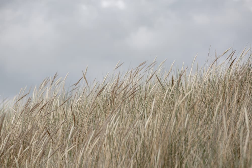 Dunes and Clouds by Mareike Böhmer — canvas wall art