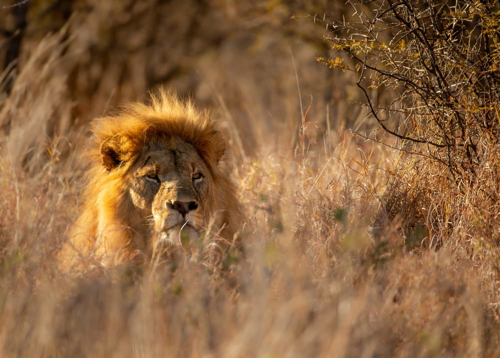 Lion in Golden Grass by Jaco Marx — canvas wall art