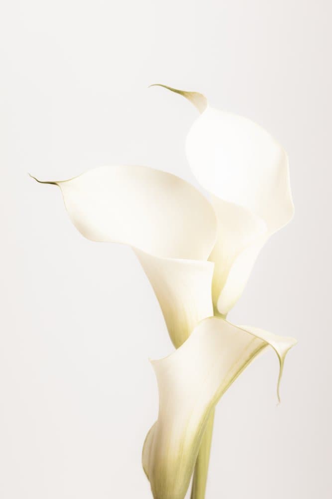 Elegant Calla Lilies by Pictufy Studio III — canvas wall art