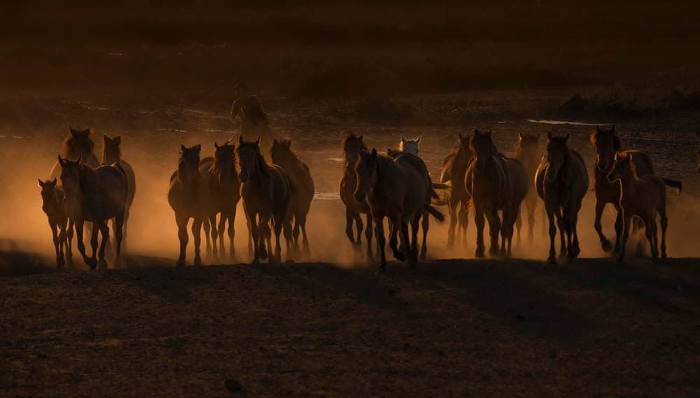 Running Wild Horses by Ramiz Sahin — canvas wall art