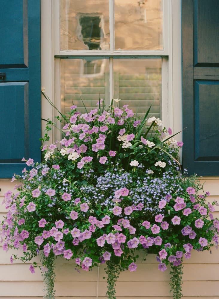 Flowering Window Box by Bethany Young — canvas wall art