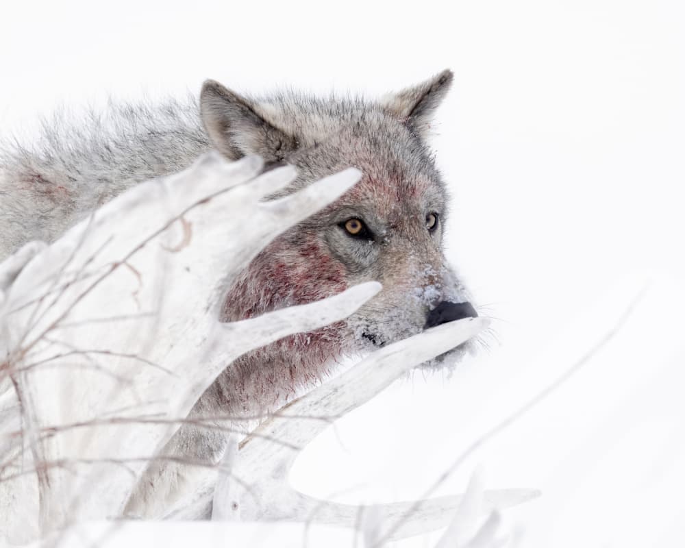 Intense Winter Wolf by Siyu_Wei APA — canvas wall art
