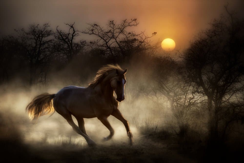 Wild Horse Sunset Run by Charlaine Gerber — canvas wall art