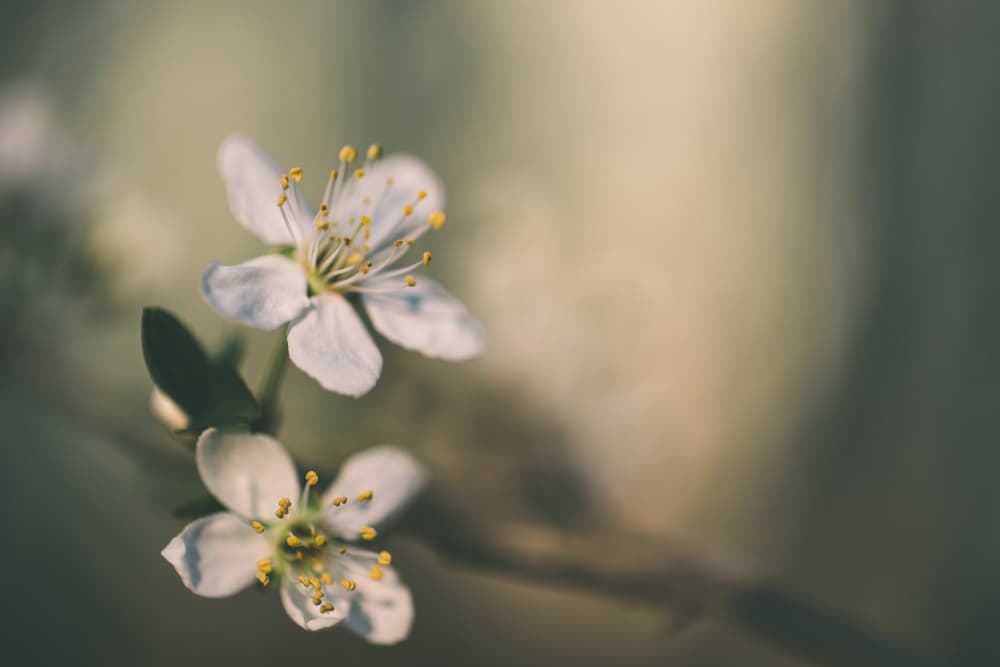 Soft Spring Blossoms by Javier Pardina — canvas wall art