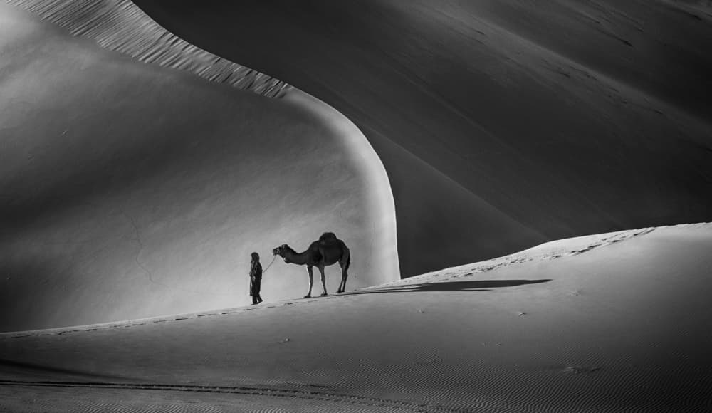 Desert Camel Journey by Angela Muliani Hartojo — canvas wall art