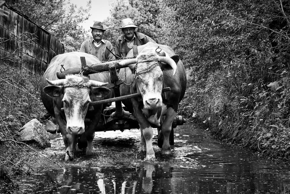 Ox Cart Journey by Zoran Toldi (EFIAP AZSF) — canvas wall art