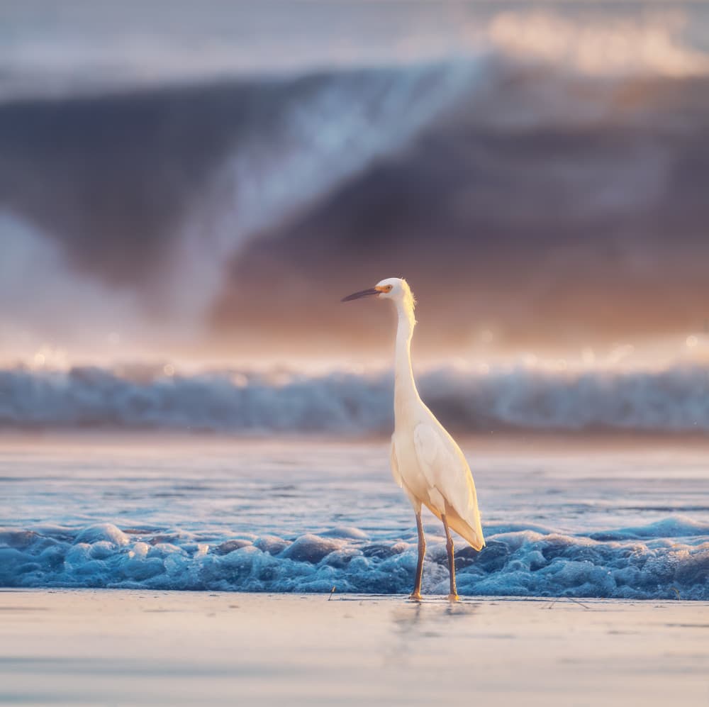 Golden Hour Egret by Allen SDCA — canvas wall art